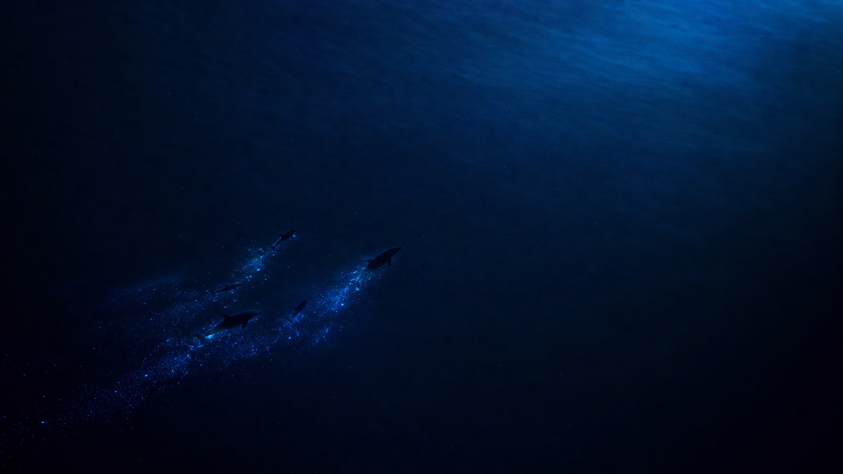 Dolphins dark mode wallpaper 6