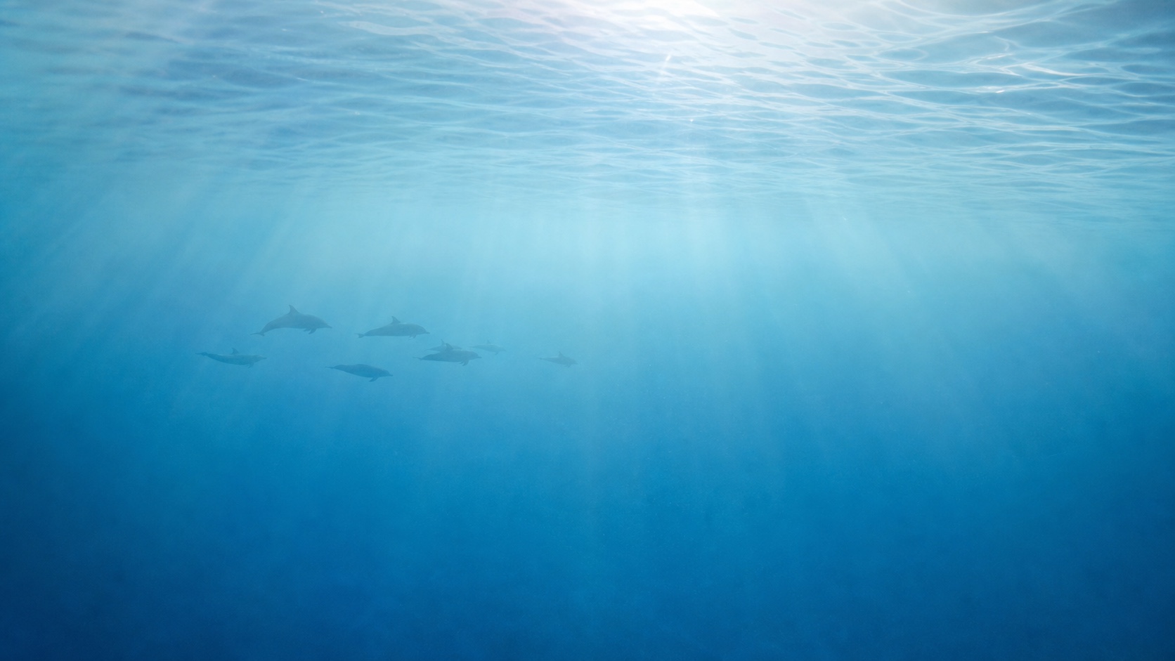 Dolphins light mode wallpaper 6
