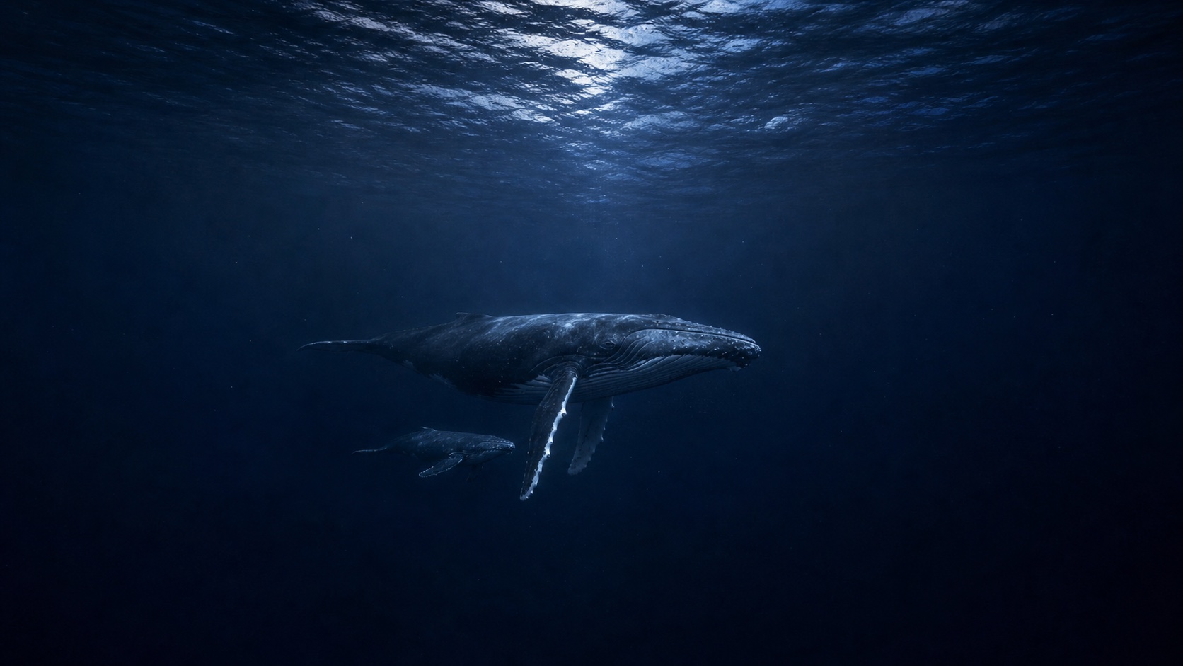 Ocean Life dark mode wallpaper 5